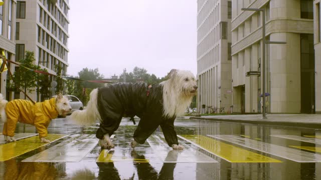 Cute Dog while crossing road