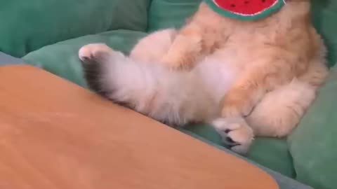 Cute cat making food
