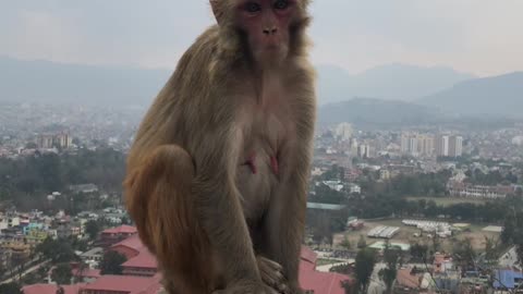Monkeys Relaxing Above the City