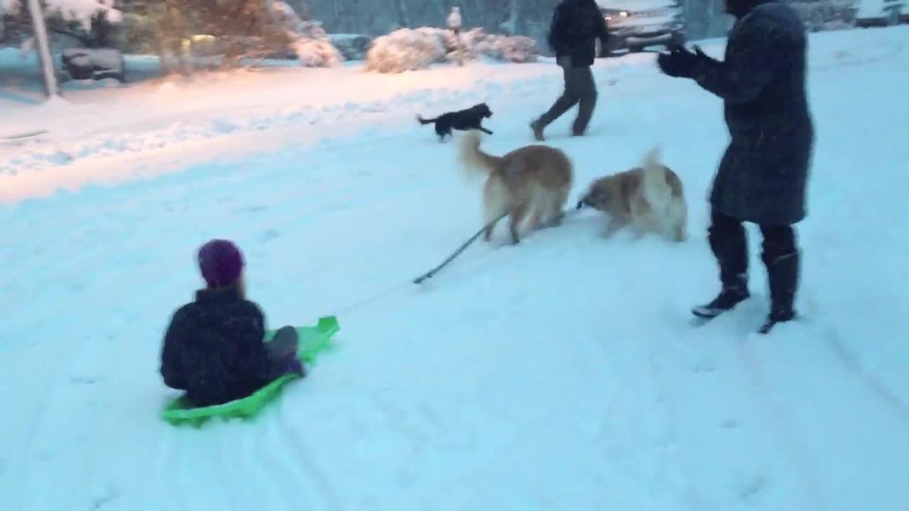 Golden Retriever does a flawless bunny imitation after snow storm