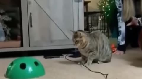 Funniest Cats and Dogs