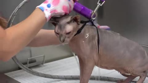 Hairless cat claws my face trying to escape!