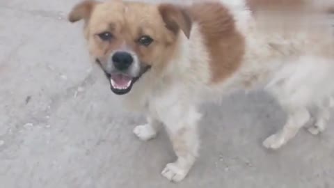 Really shoot cute and cute animals, which one do you like