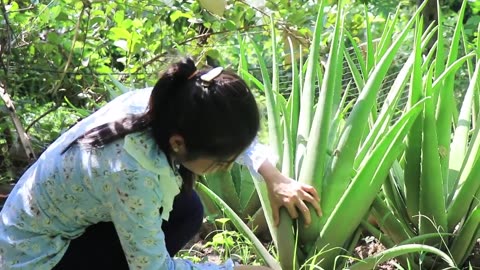 The Biggest Aloe Vera Plant in The Garden - How to make Aloe Vera juice - By countryside life TV.