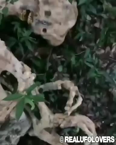 Old Decrepit Ugly Nasty Boned Picked Clean