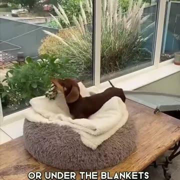 Miniature Dachshund 🐶 One Of The Smallest Dog Breeds In The World #shorts