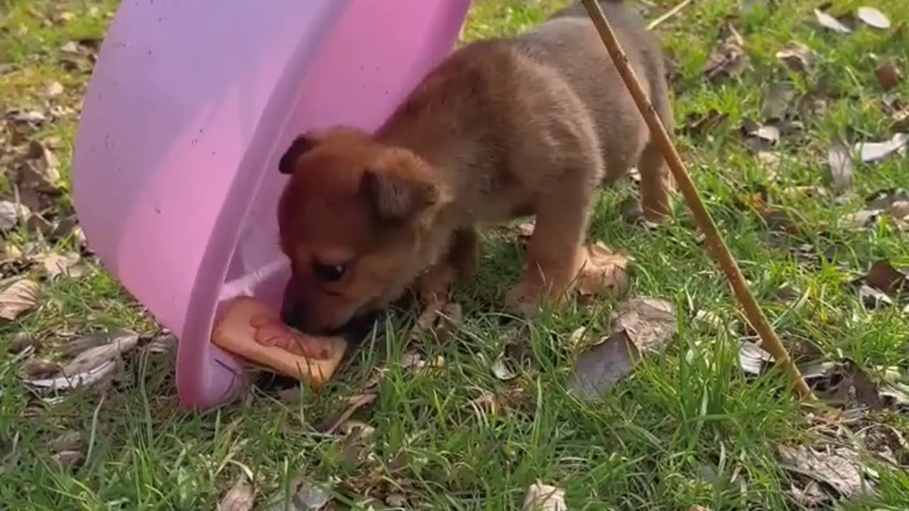 Cute And Funny Animals#short Video