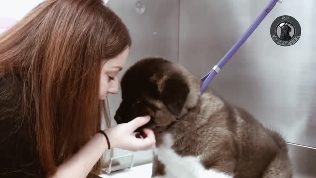 Today I groomed American Akita puppies and bear cubs.