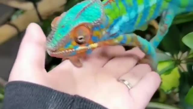 Very Rare Reptiles! Please see this video