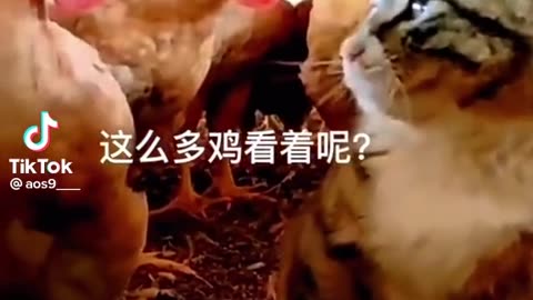 Funny video