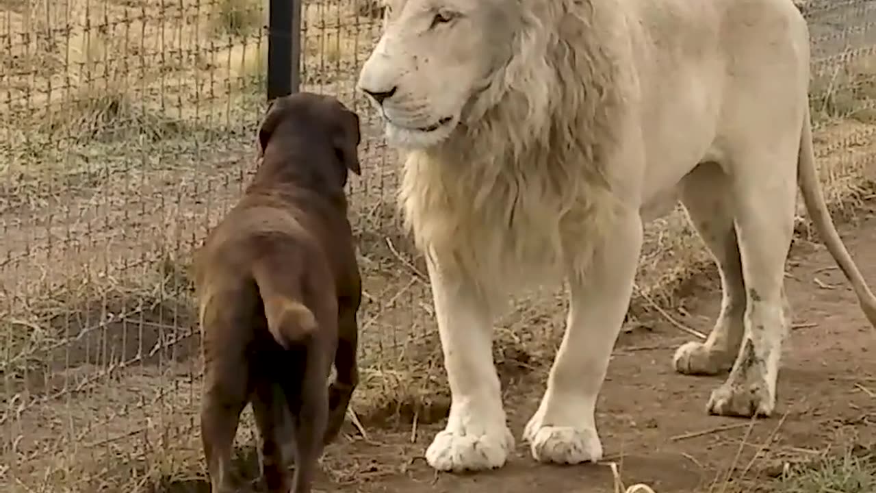 Cute Lion Gives Smooches to Puppy's Paw!