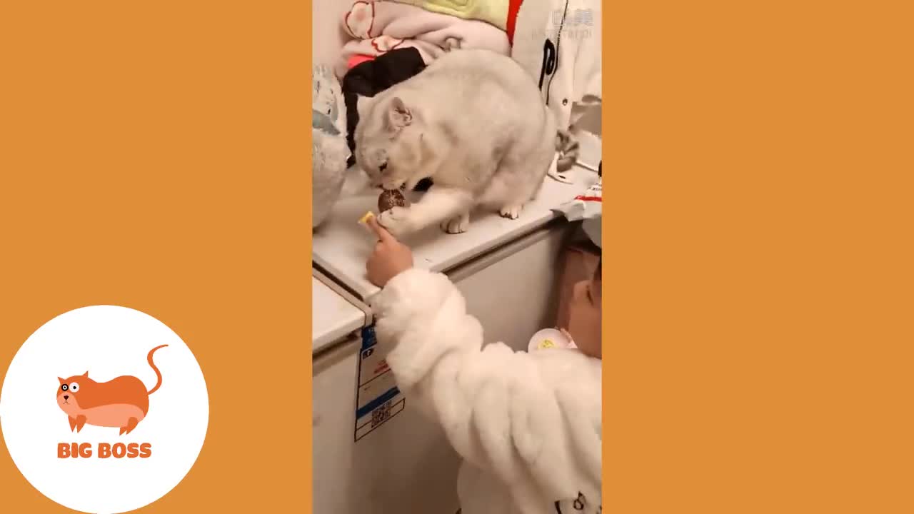 Funny Cats Videos 😻🐶