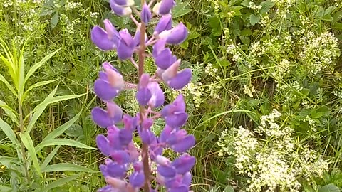 Lupine