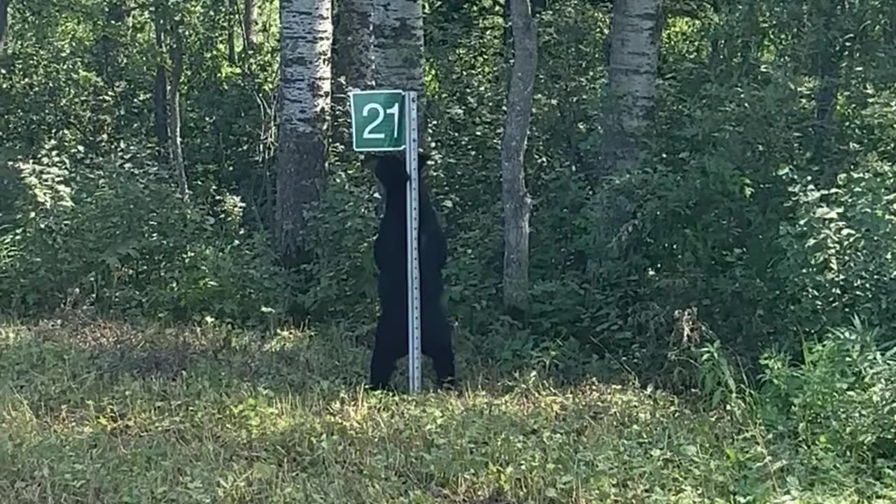 Bear Scratches His Back on a Road Sign