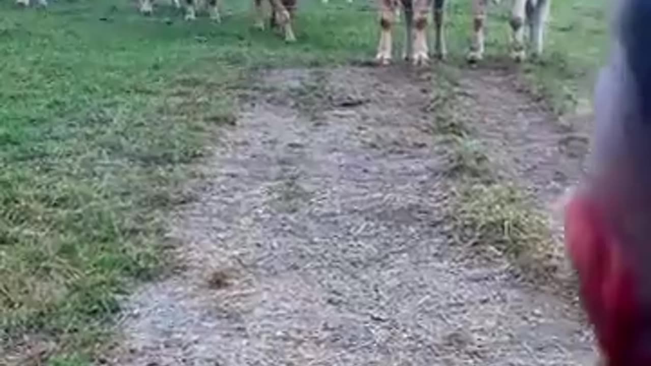 News Break: Guy Playing Music for Cows.