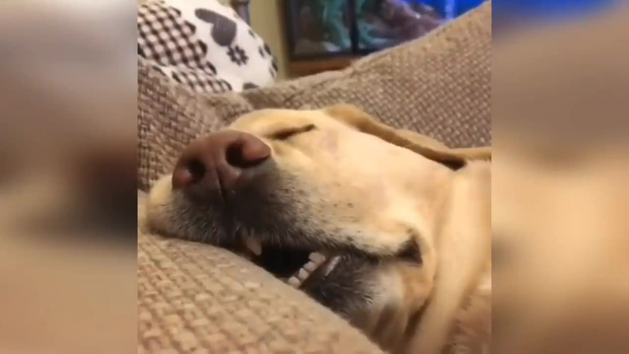 New Funny Videos 2023 😍 Cutest Cats and Dogs 🐱🐶 Part 3