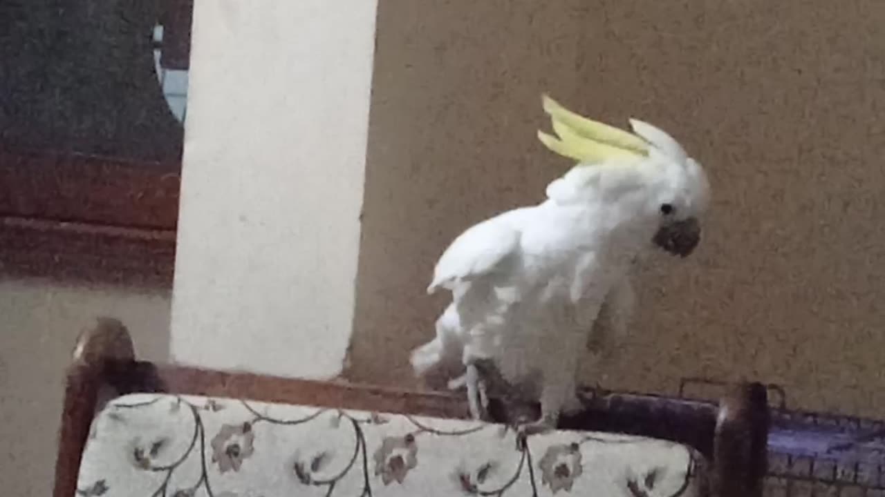 Cacatoos dancing bird