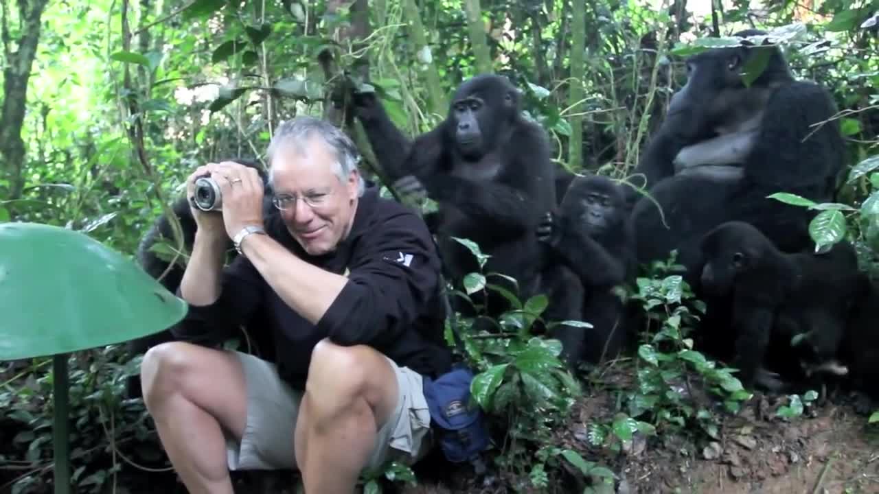 Touched By A Mountain Gorilla