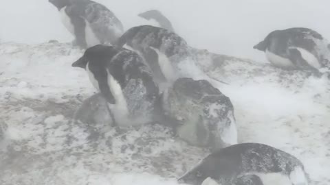 Adélie penguins in a blizzard. Parents protecting