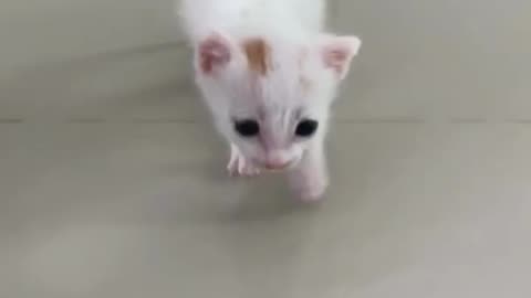 cute dogs, cats, funny, animals best scenes, #shorts #funnyanimals #funnypets #pets meditation power