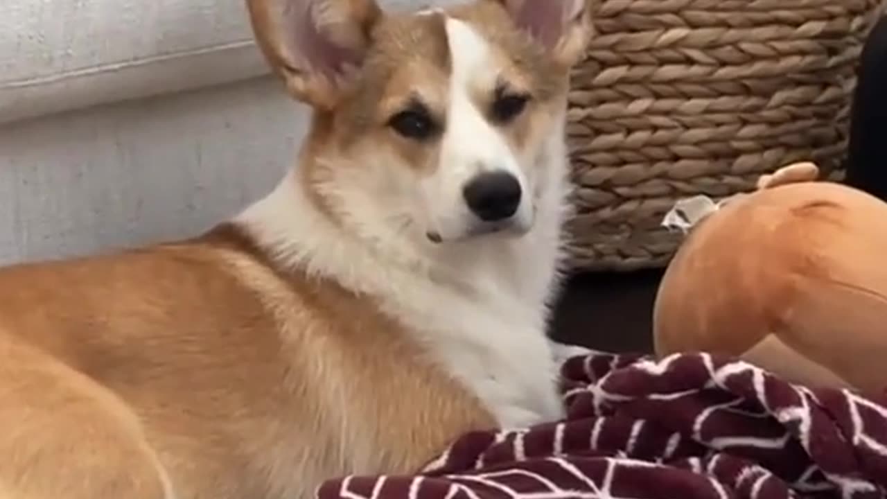 Does your dog do the same? ❤️