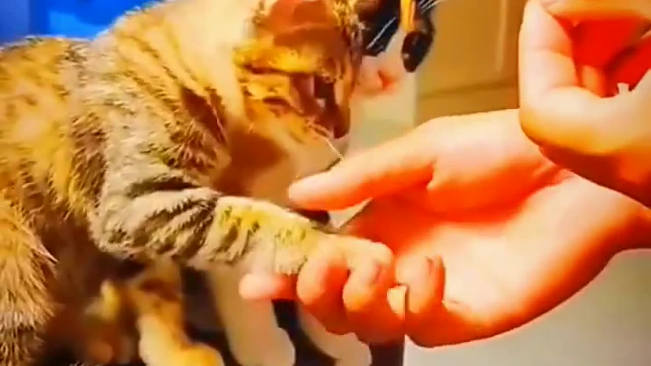 Cat Handshake Human Eating Food Videos | Animals Cute Videos #shorts #animals #viral #shortsvideo