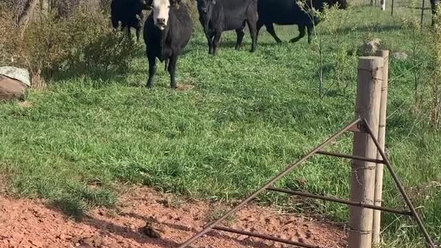 What you talking about bish?