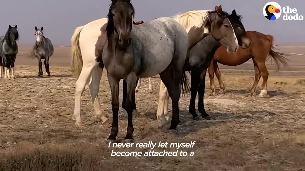 Woman Spends Over A Year Trying To Find Wild Horse And All Of His Mares And Babies | The Dodo