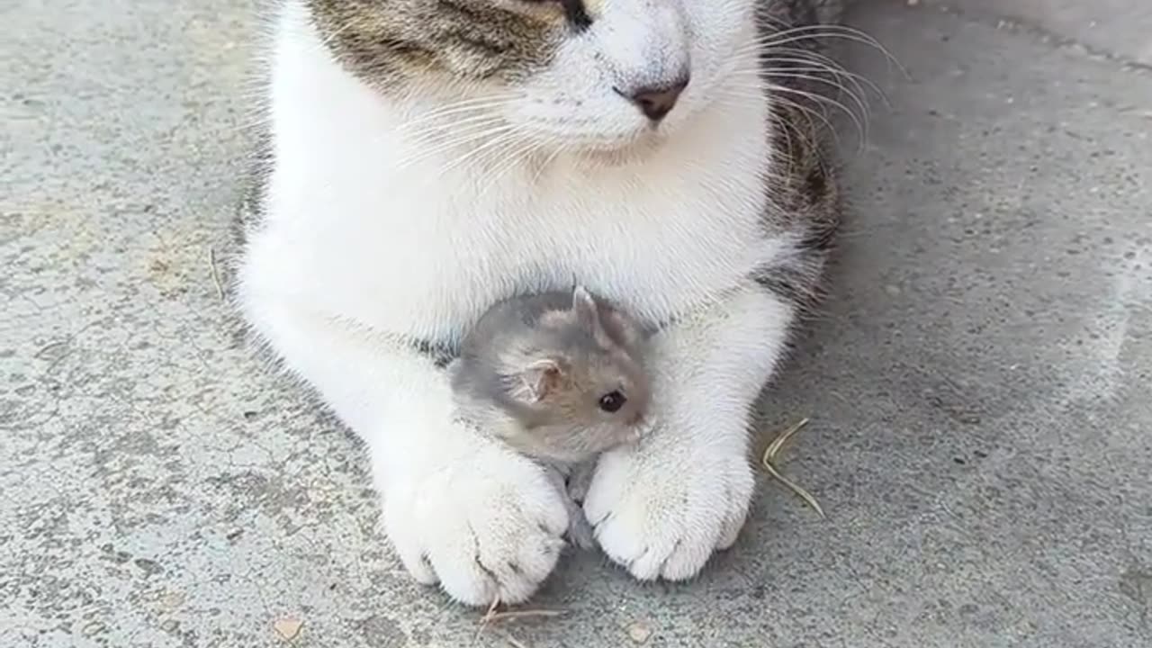 The Cozy Moments of Cat and Mouse