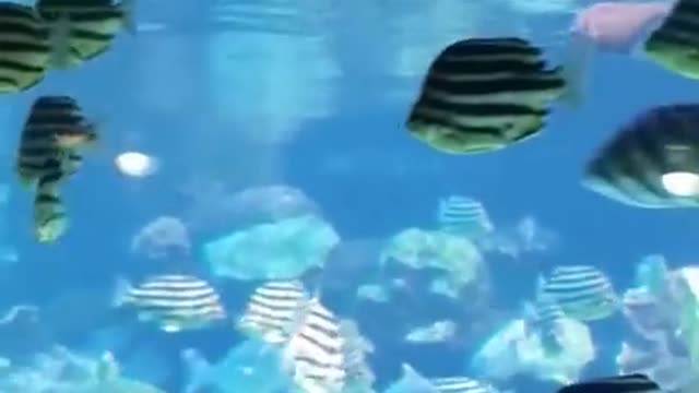 Just Keep Swimming, Swimming