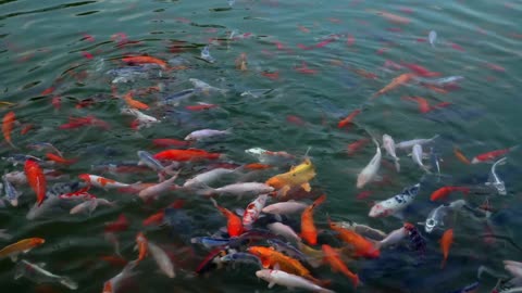 Free goldfish in the pond