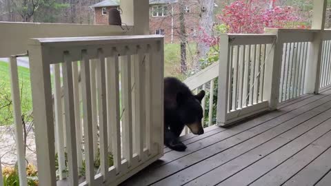 Bears Simone, Milo & Luca – Season 2 Episode 1