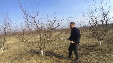 Picking Billions Of Plums In California
