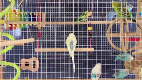 Budgie Laser Video