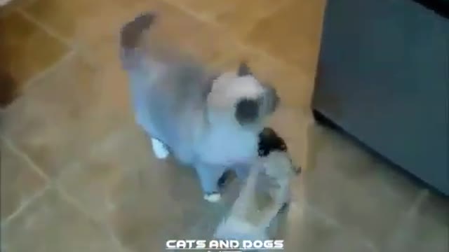 Best fight - Cats vs dogs