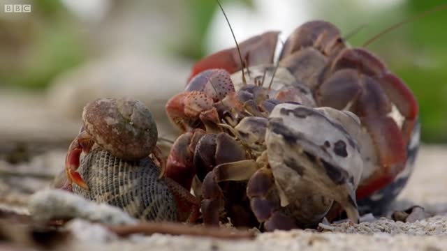 WATCH Hermit Crabs:Crabs Trade Shells in the Strangest Way | BBC Earth