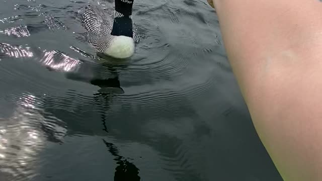 Loon Takes Fish Out of Kayaker's Hand