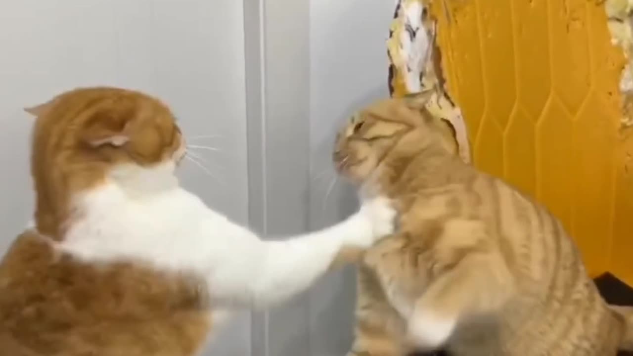 Cat Fighting https://areebacute57.blogspot.com/2023/02/how-to-make-living-from-youtube.html