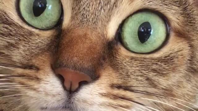 A cat with big eyes