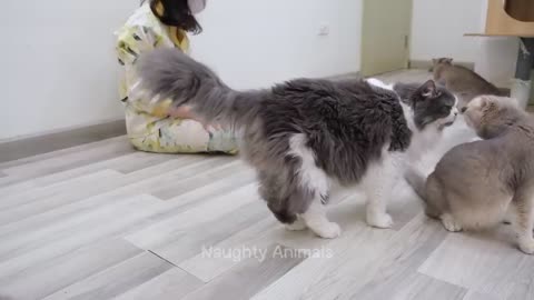 🤣 Funny cats dogs video 😂😂