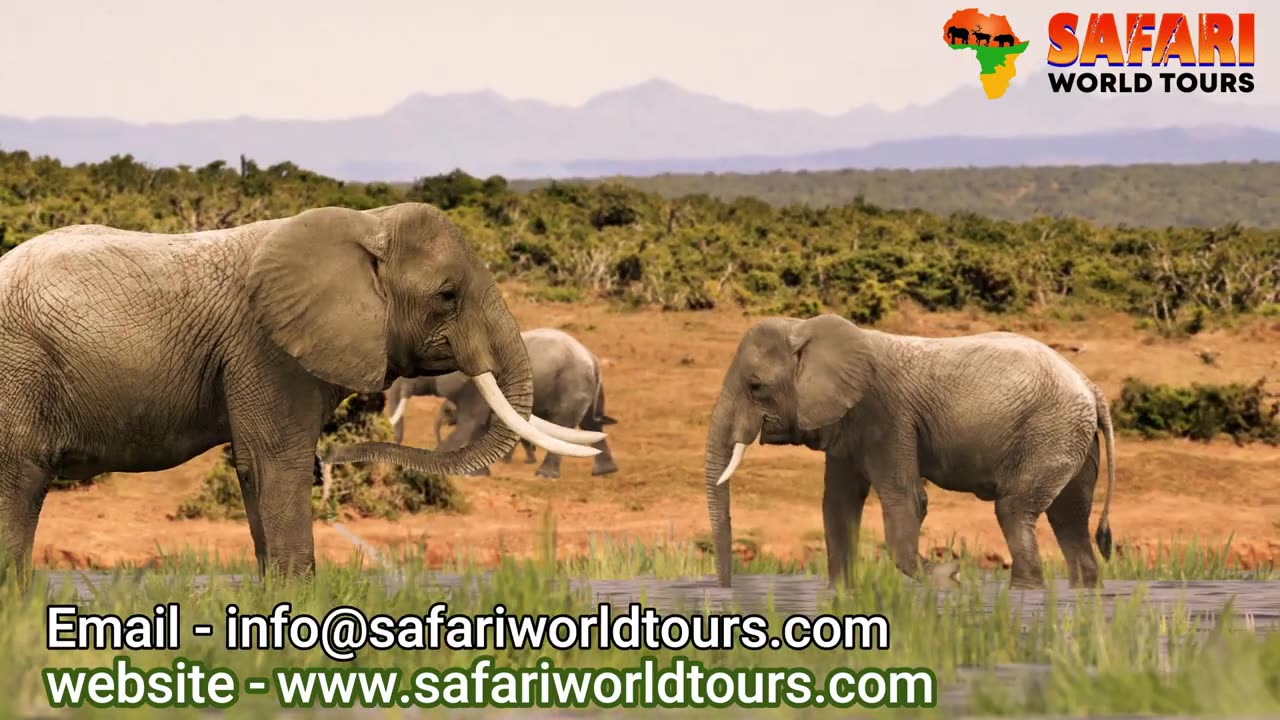 Safari World Tours