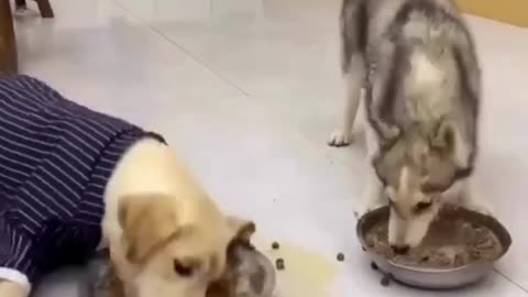 Funny Dog