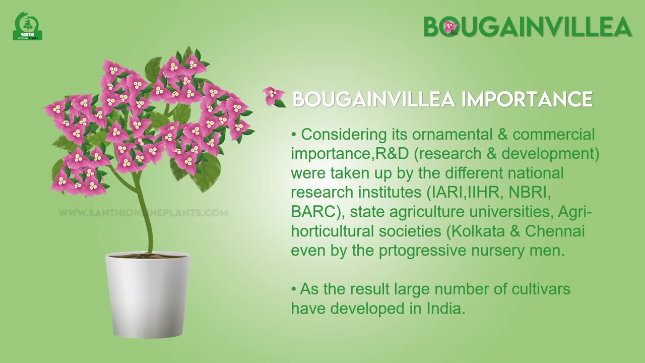 Bougainvillea biscuit