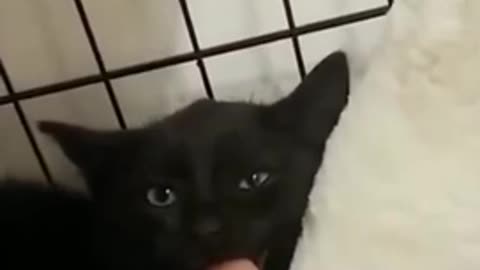 funny animals