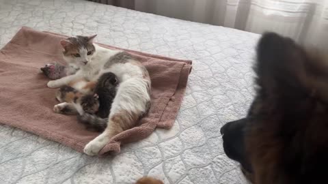German Shepherd Puppy Meets Mom Cat with Newborn Kittens for the First Time