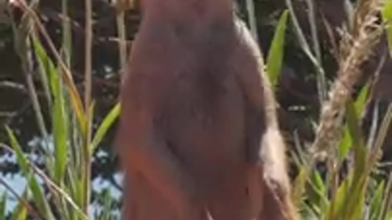 How Meerkat Family Reacts To Predator! #Shorts