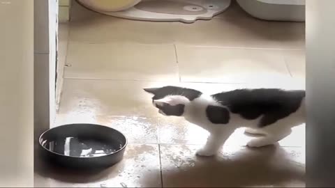 You Laugh You Lose New Funny Catss
