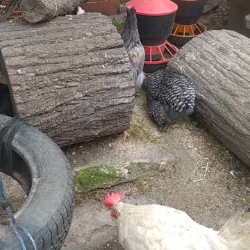 Chickens on the playground!!! China chicken - cochin!