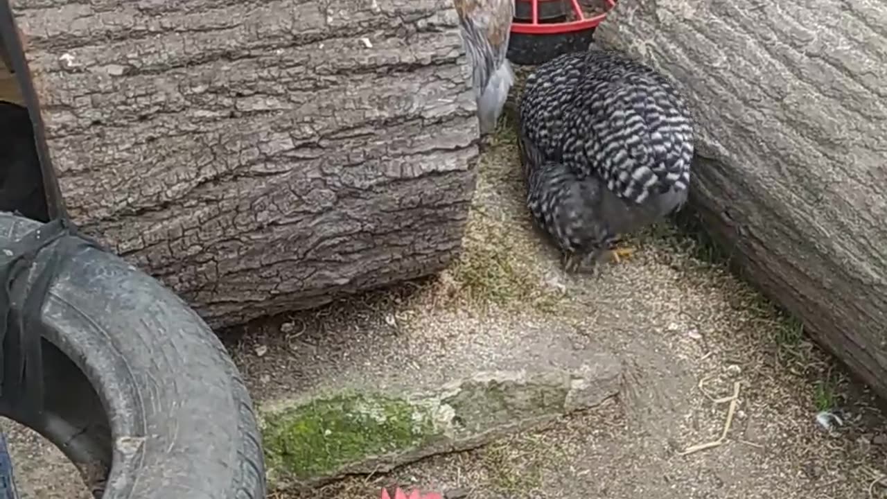 Chickens on the playground!!! China chicken - cochin!