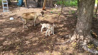 Baby Goats to Brighten Your Day!